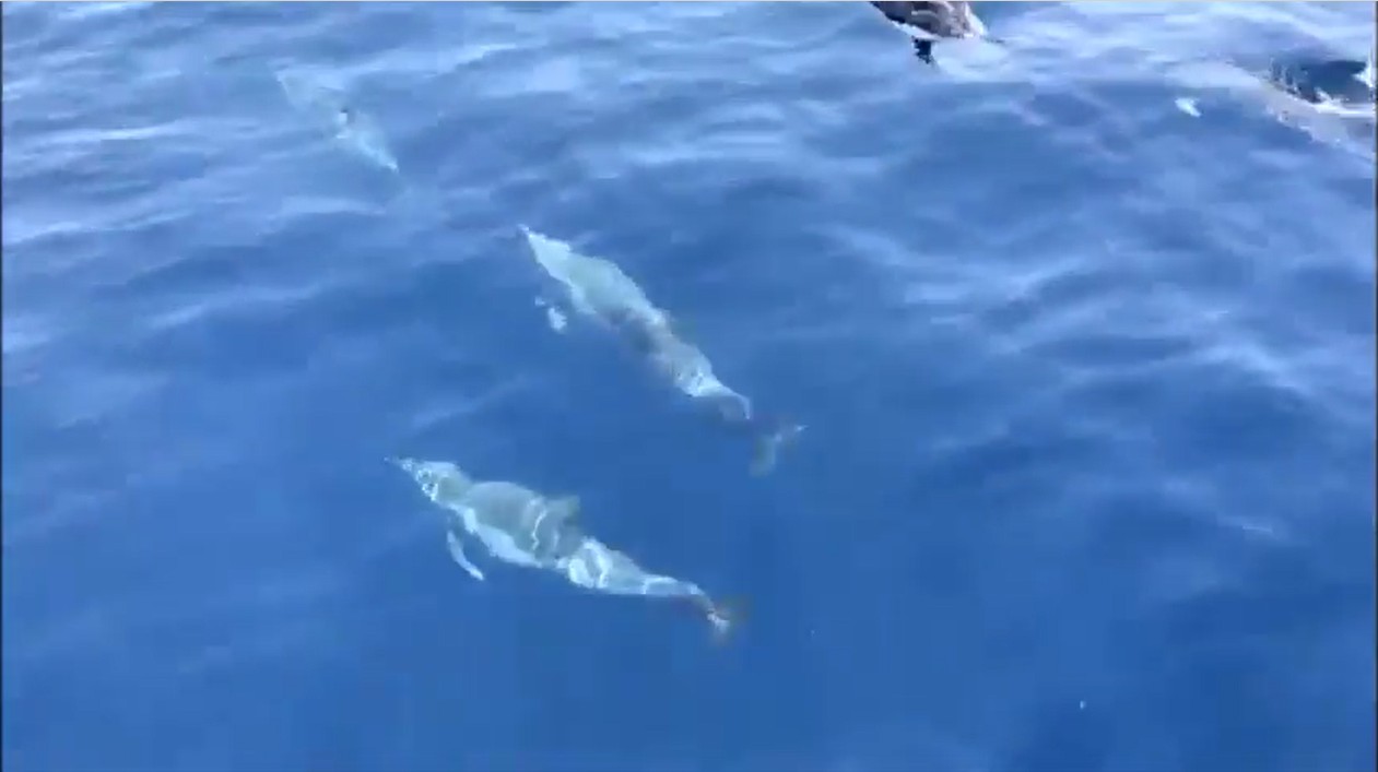 aegean sea Dolphin